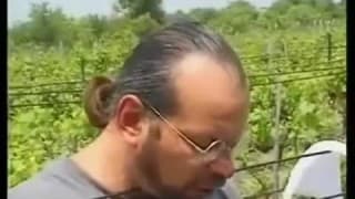 Die Trauben im Weinfeld werden gequetscht #3