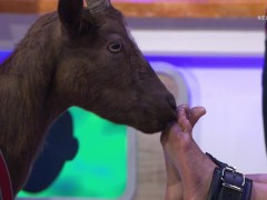 German Goat tickling #5